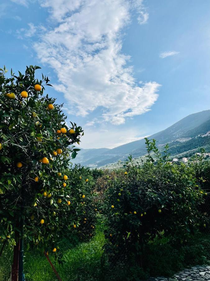 Вілла Citrus Garden Epidaurus Екстер'єр фото